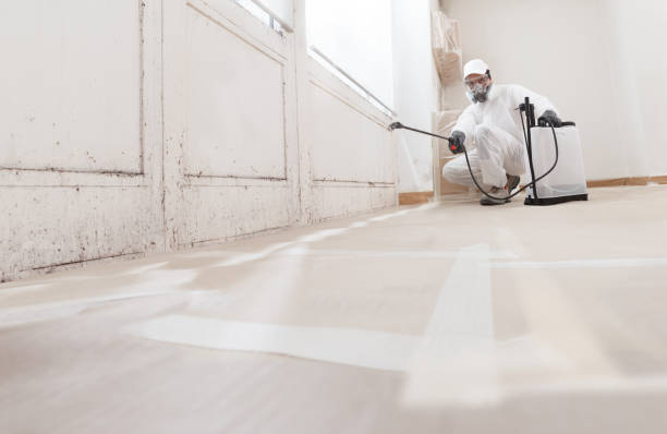 Black mold remediation team in Waltham